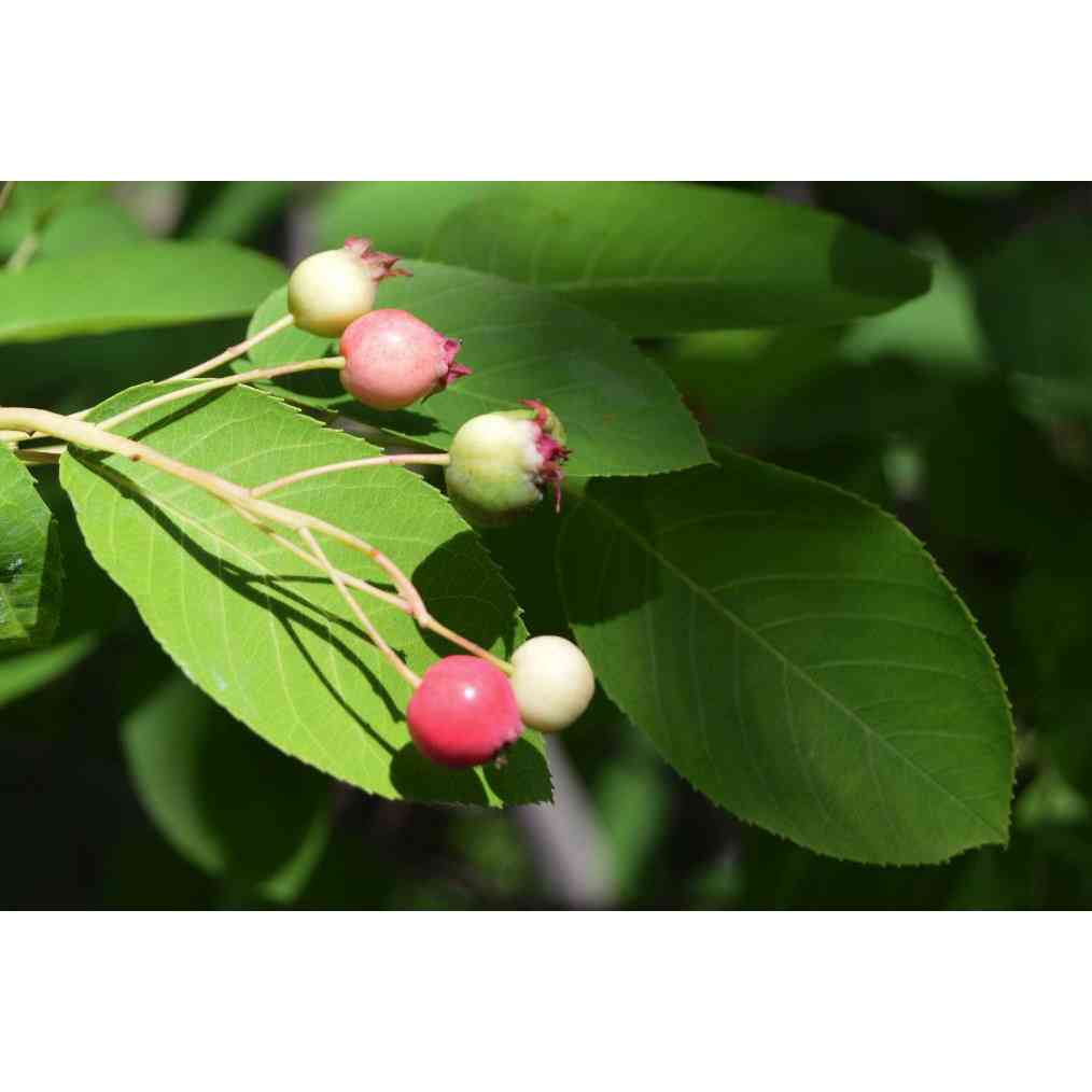 Amelanchier canadensis (Shadblow Serviceberry) Natural Communities LLC