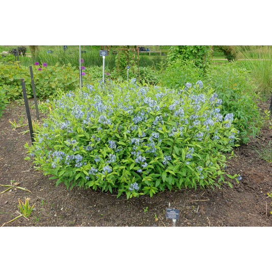 Amsonia tabernaemontana (Eastern bluestar)  Natural Communities LLC