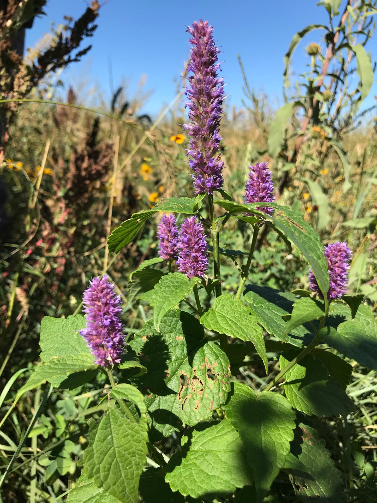 Anise Hyssop (Agastache foeniculum) is a perennial plant with fragrant, serrated green leaves and tall, showy spikes of tiny lavender-to-purple flowers. The blooms are a strong magnet for bees, butterflies, and hummingbirds.