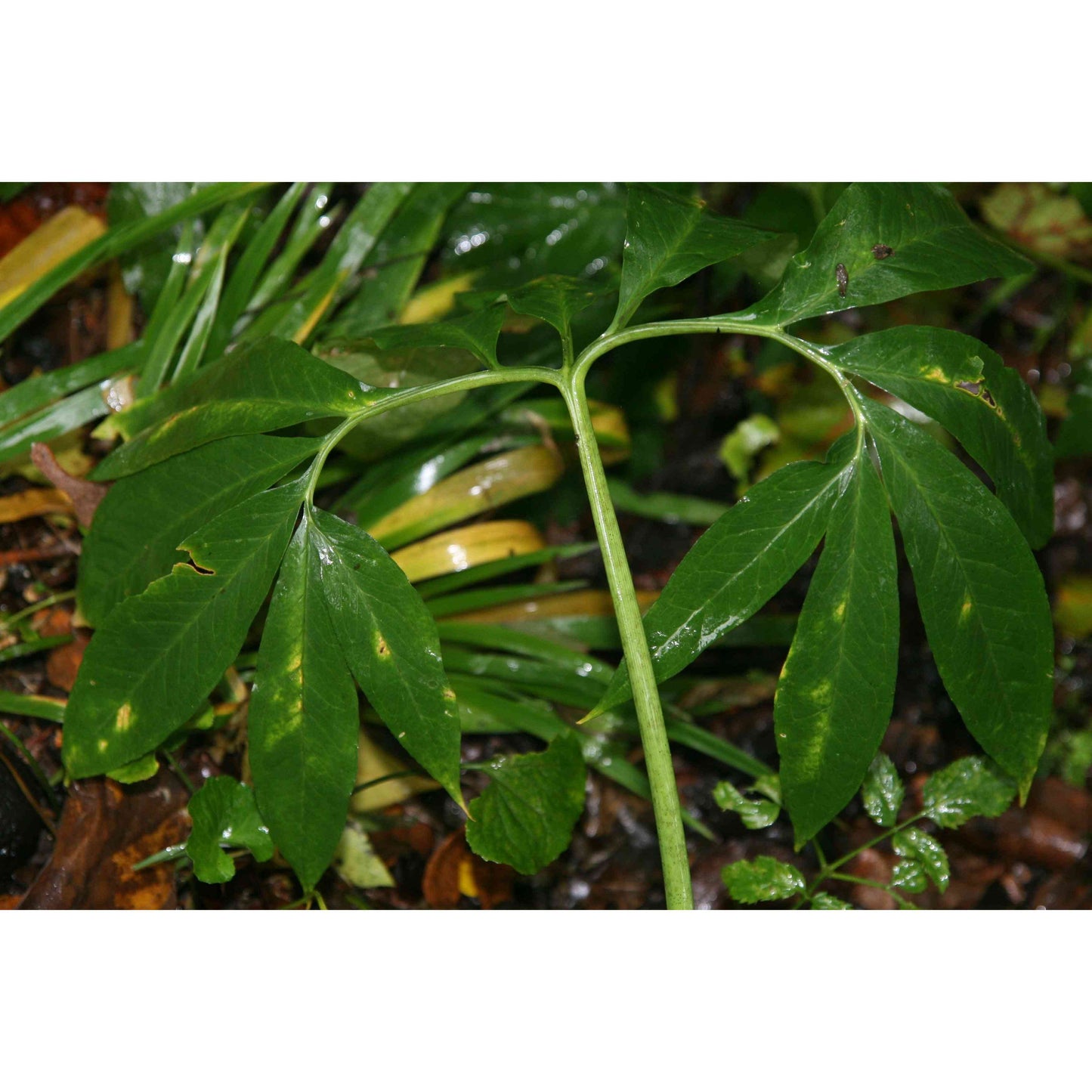 Arisaema dracontium (Green Dragon) Natural Communities LLC