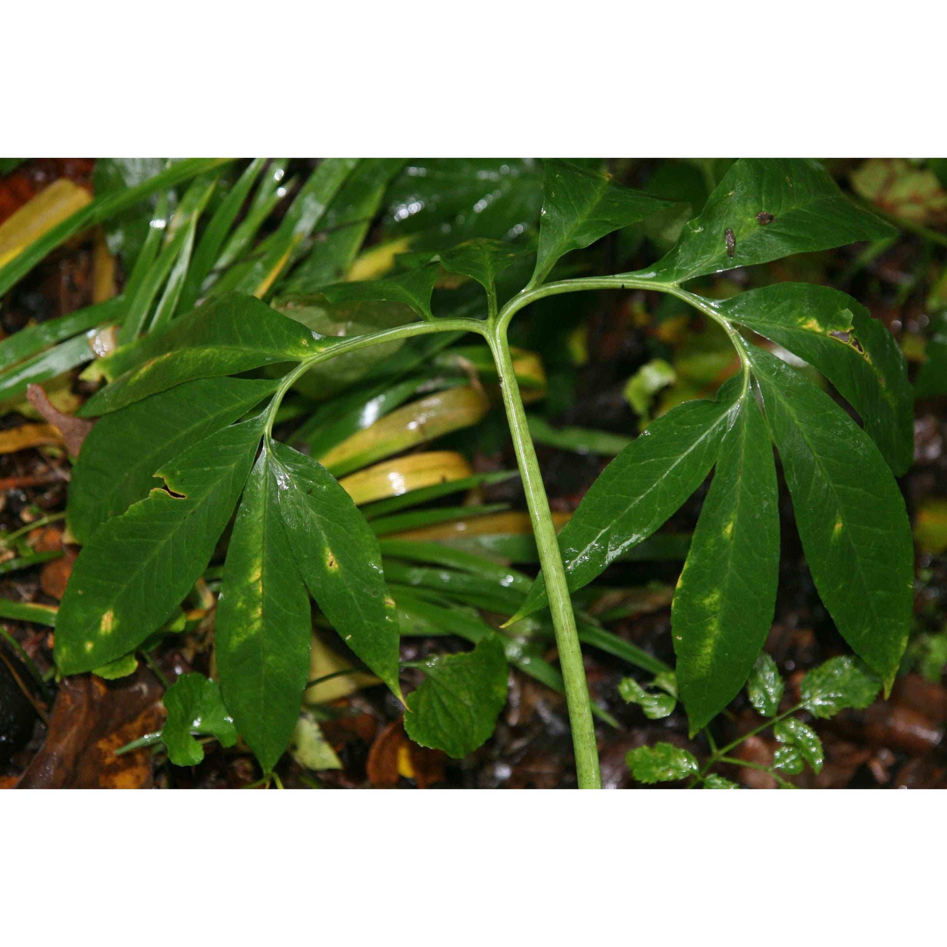 Arisaema dracontium (Green Dragon)  Natural Communities LLC
