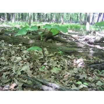 Arisaema triphyllum (Jack-in-the-Pulpit) Natural Communities LLC