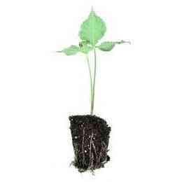 Arisaema triphyllum (Jack-in-the-Pulpit) Natural Communities LLC