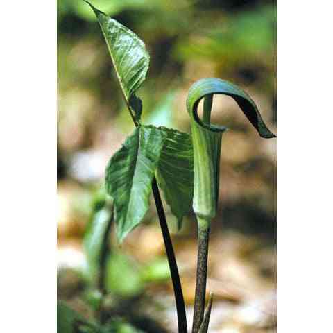 Woodland Wildflowers Native Garden Kit - Shade  Natural Communities LLC