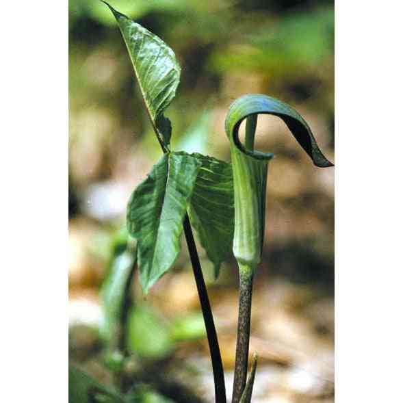 Arisaema triphyllum (Jack-in-the-Pulpit) Natural Communities LLC