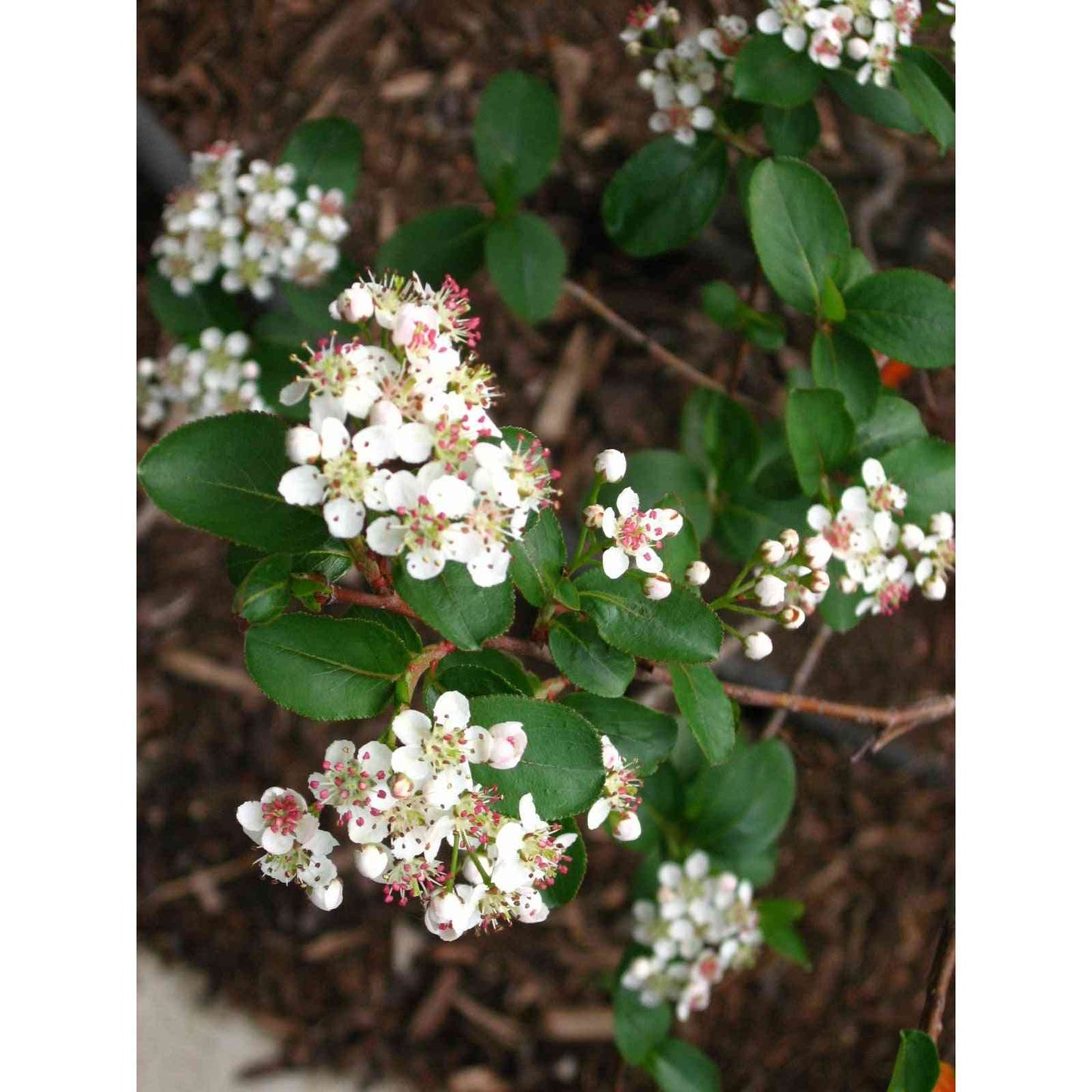 Aronia melancarpa (Black Chokeberry) Natural Communities LLC