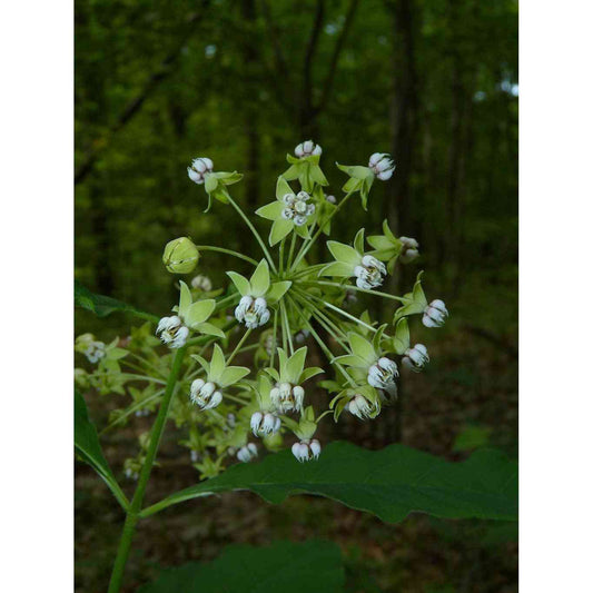 Asclepias exaltata (Poke Milkweed)  Natural Communities LLC