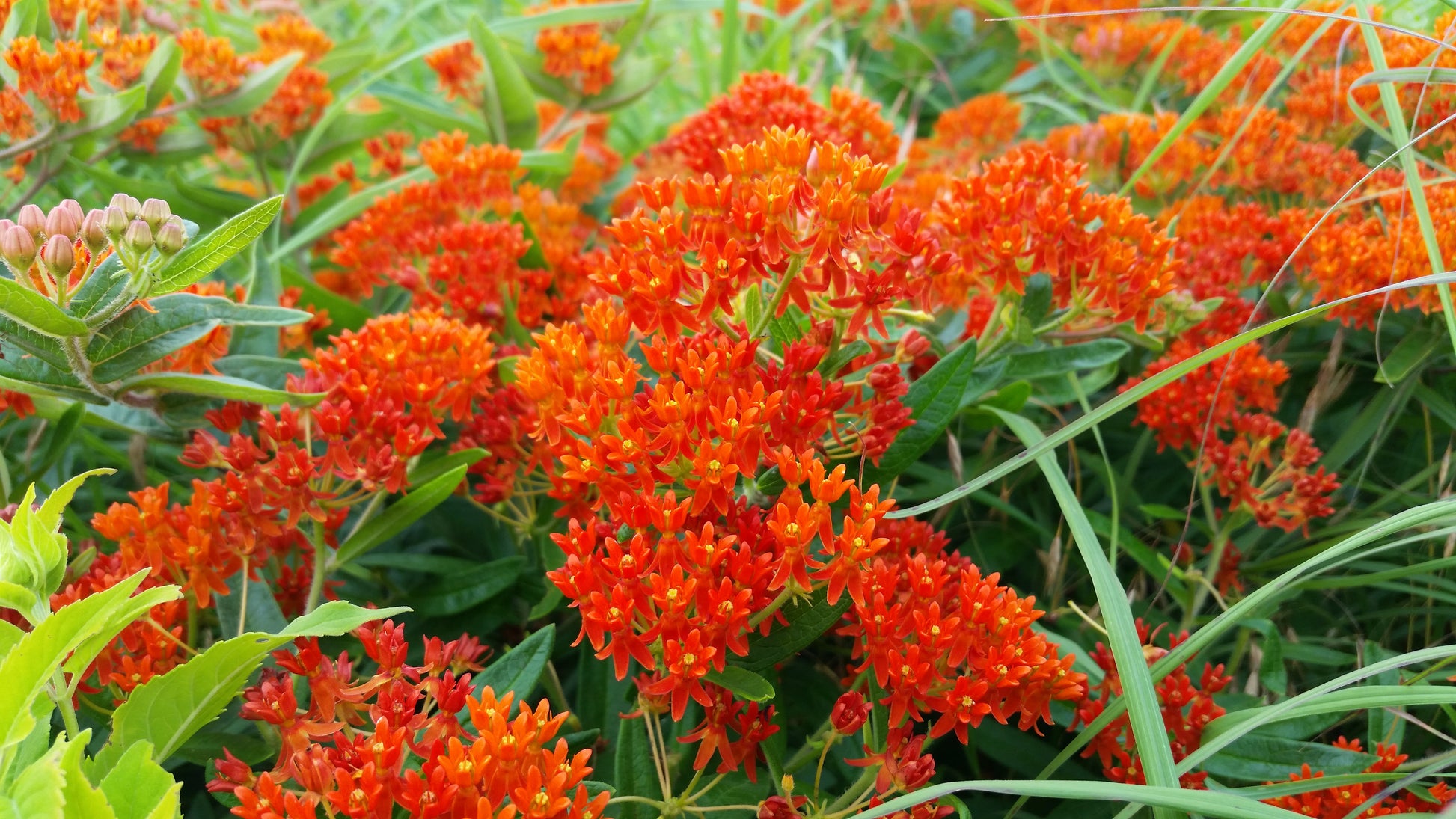 A stunning clump of bright orange Butterfly Weed (Asclepias tuberosa) flowers, a key nectar source for pollinators and a host plant for monarch butterfly caterpillars.