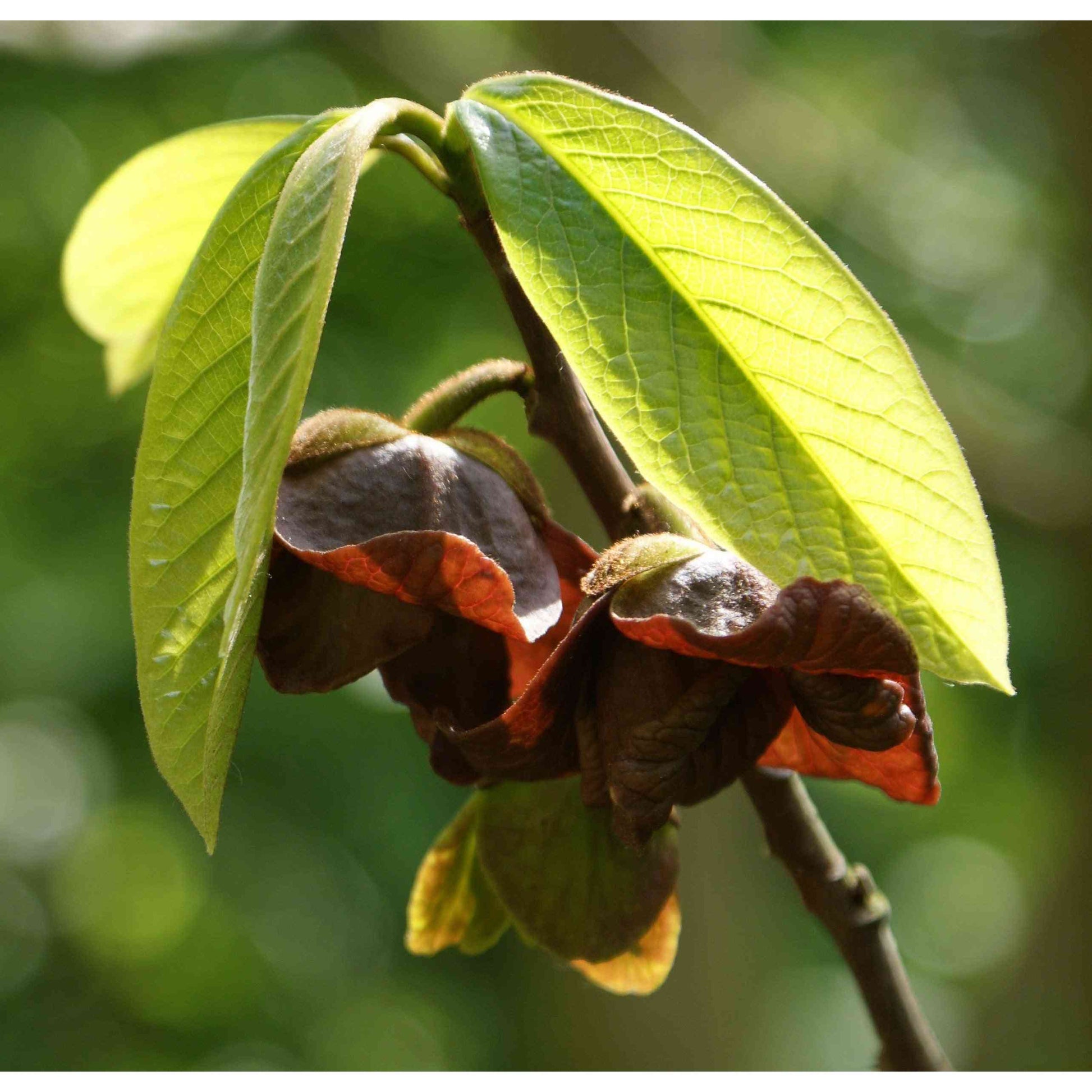 Asimina triloba (Paw Paw or Pawpaw)  Natural Communities LLC