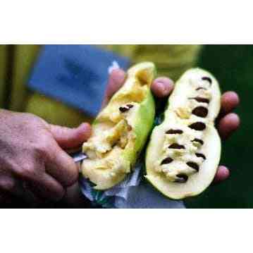 Asimina triloba (Paw Paw or Pawpaw)  Natural Communities LLC