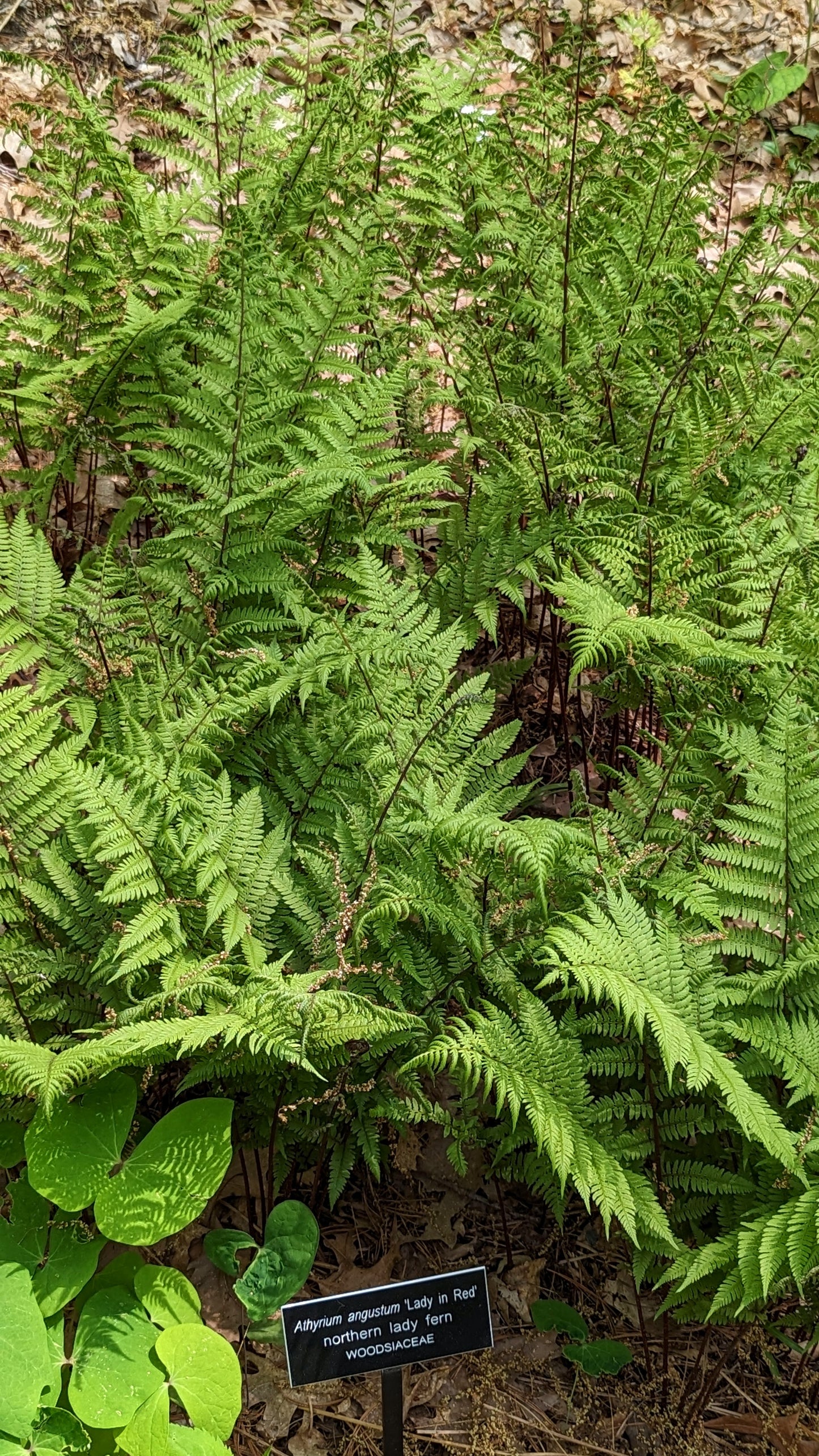 Anthyrium filix-emina (Lady Fern)