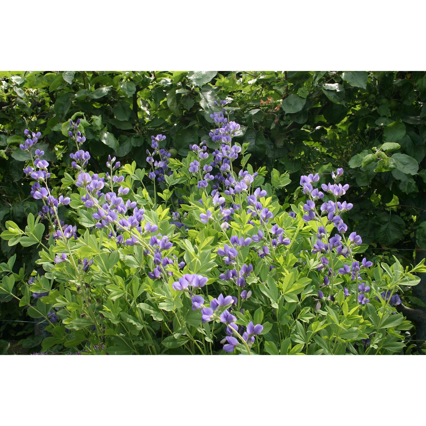 Baptisia australis (Blue Wild Indigo)  Natural Communities LLC