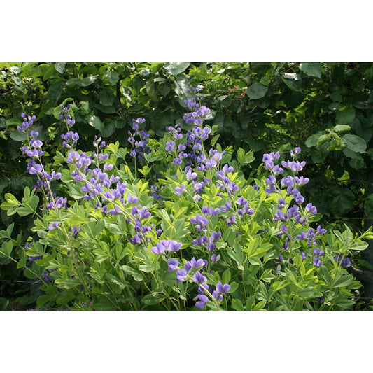 Baptisia australis (Blue Wild Indigo)  Natural Communities LLC