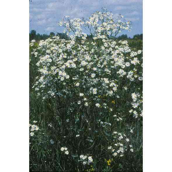 Boltonia asteroides var. recognita (False Aster or White Doll's Daisy) Natural Communities LLC