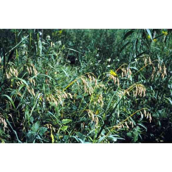 Bromus kalmii (Prairie Brome) Natural Communities LLC