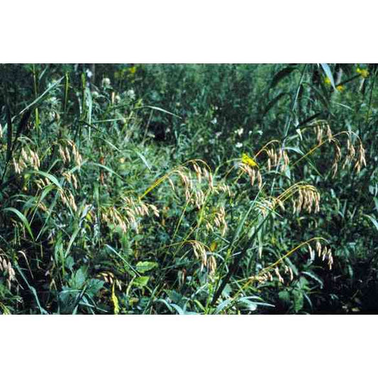 Bromus kalmii (Prairie Brome)  Natural Communities LLC