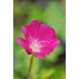 Callirhoe involucrata (Purple Poppy Mallow) Natural Communities LLC