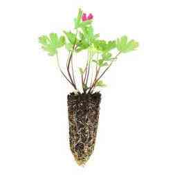 Callirhoe involucrata (Purple Poppy Mallow) Natural Communities LLC