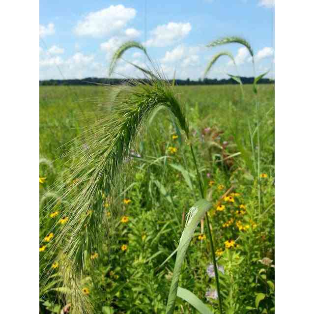 Cover Crop - Native Rye Mix  Natural Communities LLC
