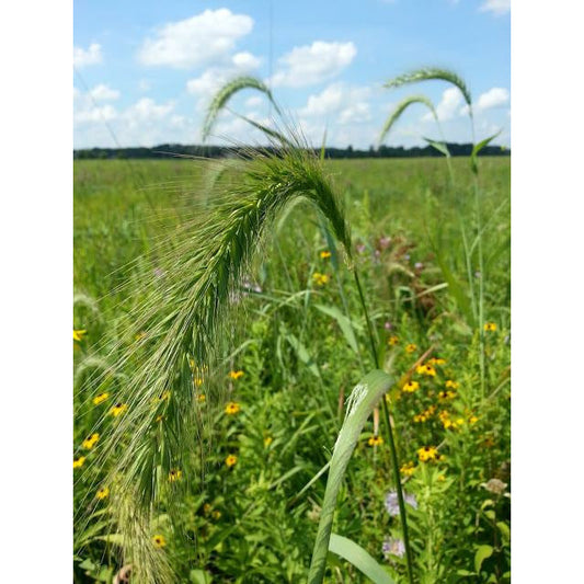 Virginia Wild Rye Seed Mix – Native Grass for Erosion Control
Elymus virginicus seeds for cover cropping and weed suppression