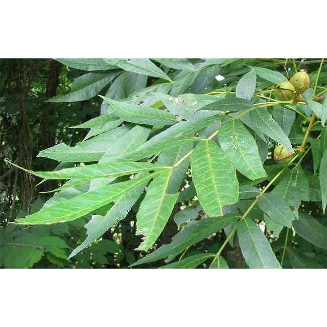 Carya cordiformis (Bitternut Hickory) Natural Communities LLC