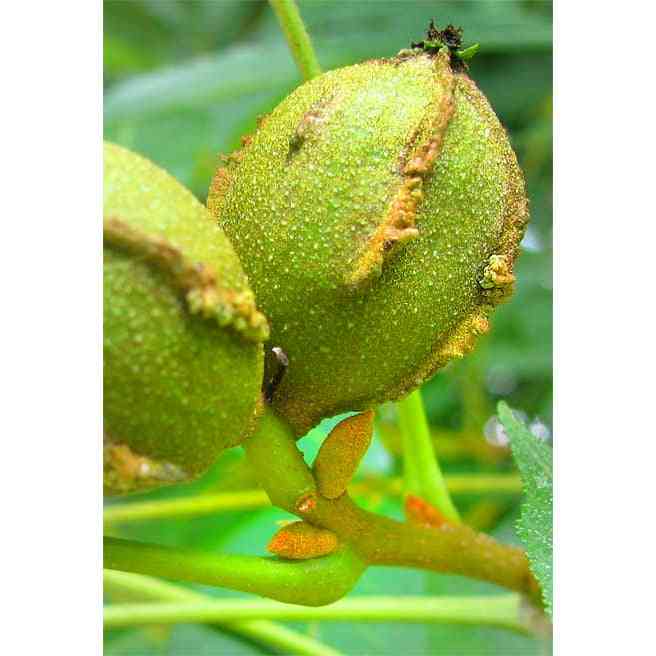 Carya cordiformis (Bitternut Hickory) Natural Communities LLC