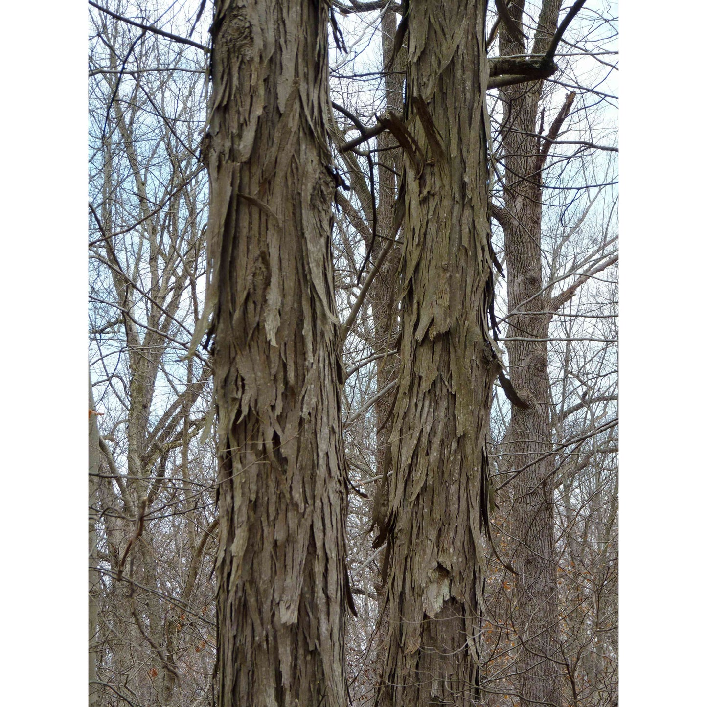 Carya ovata (Shagbark Hickory) Natural Communities LLC