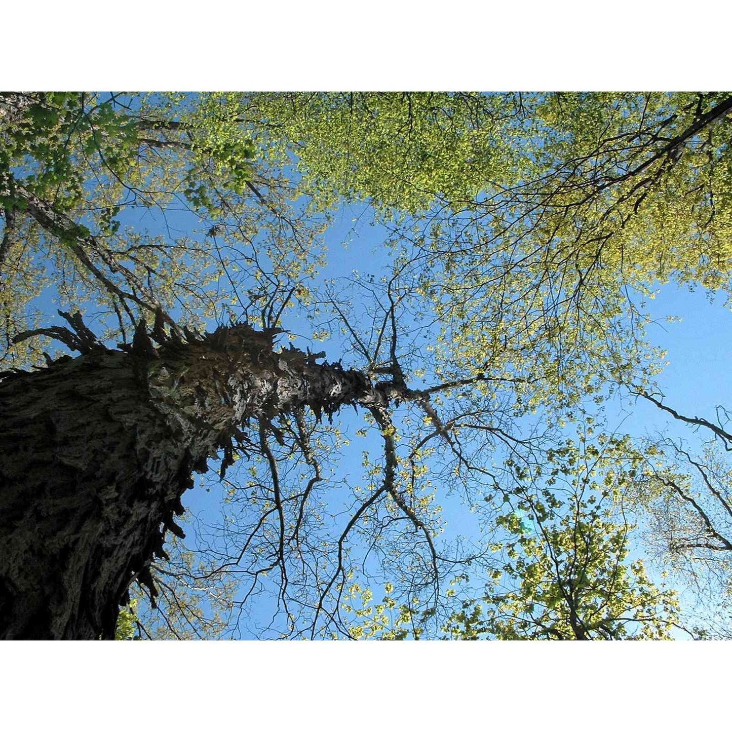 Carya ovata (Shagbark Hickory) Natural Communities LLC