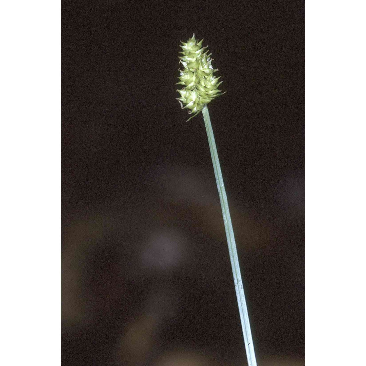 Carex cephalophora (Short-headed Bracted Sedge) Natural Communities LLC