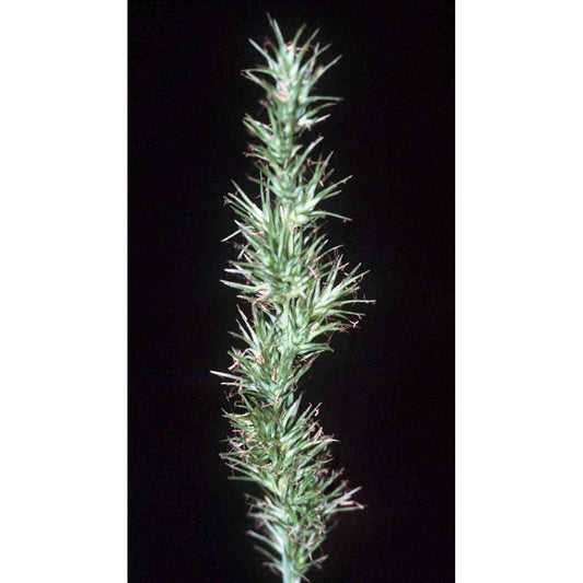 Carex crus-corvi (Crowfoot Fox Sedge)  Natural Communities LLC