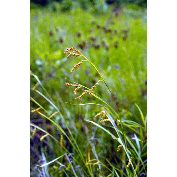 Carex davisii (Awned Graceful Sedge / Davis' Sedge) Natural Communities LLC