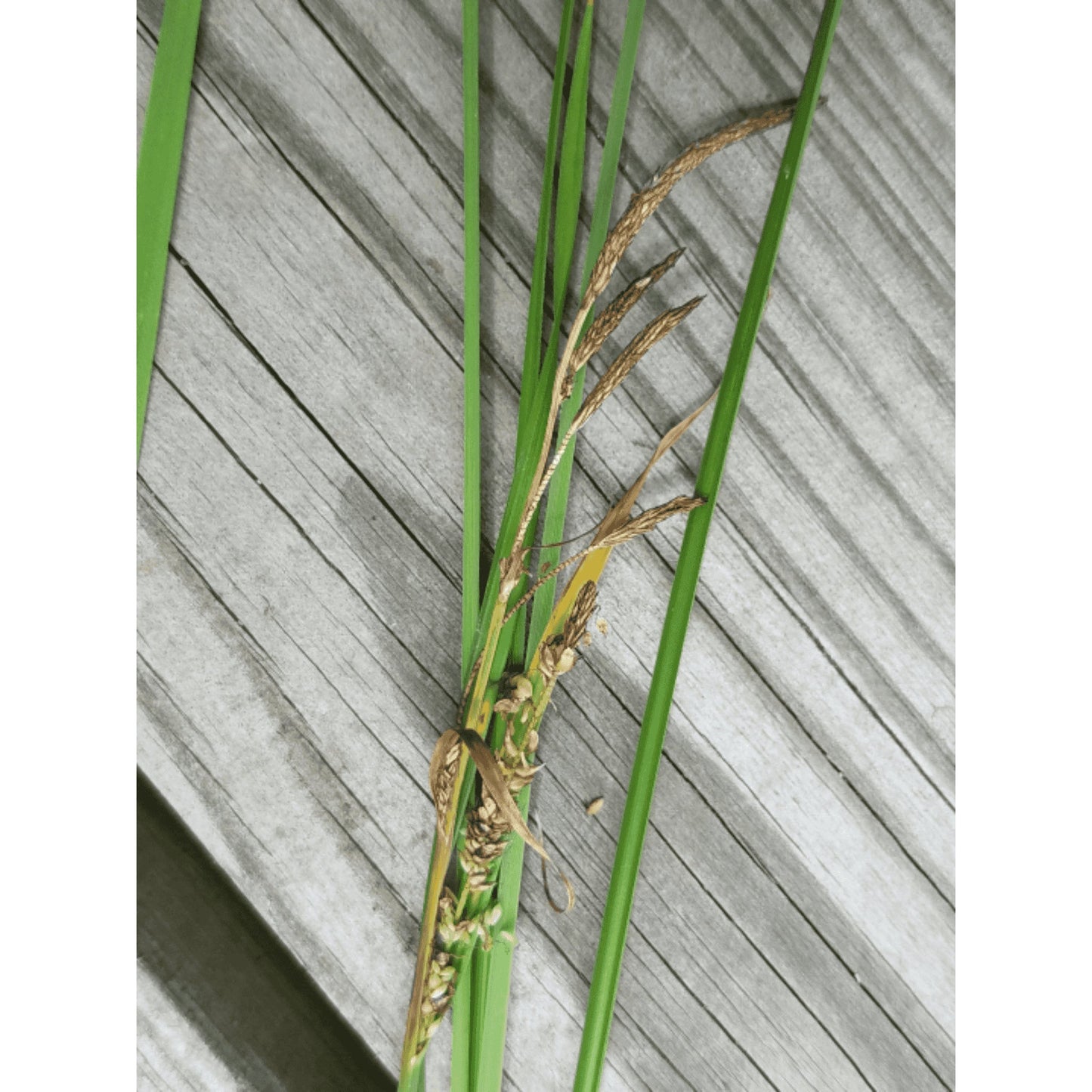 Carex emoryi (Riverbank Sedge / Emory's Sedge)  Natural Communities LLC