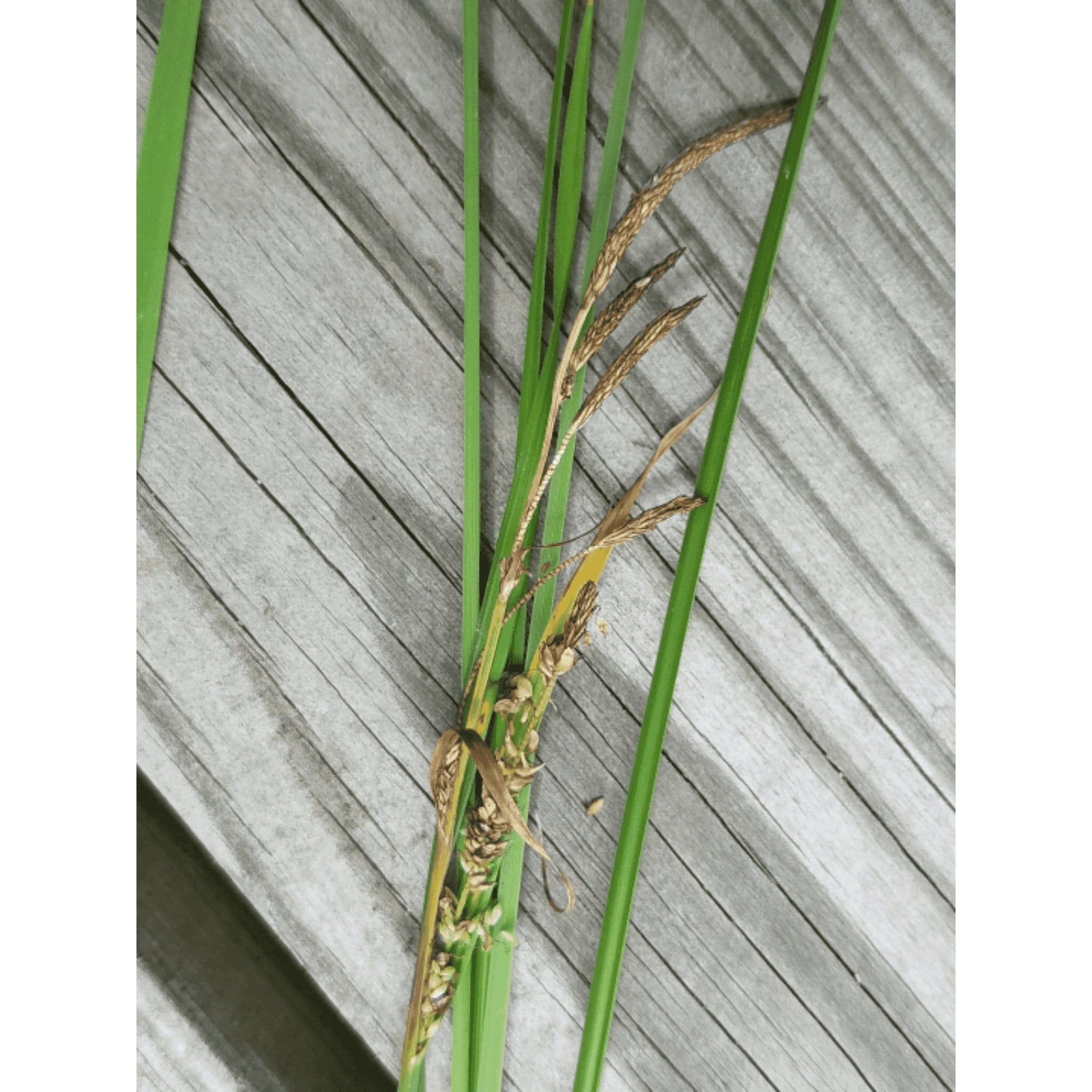 Carex emoryi (Riverbank Sedge / Emory's Sedge)  Natural Communities LLC