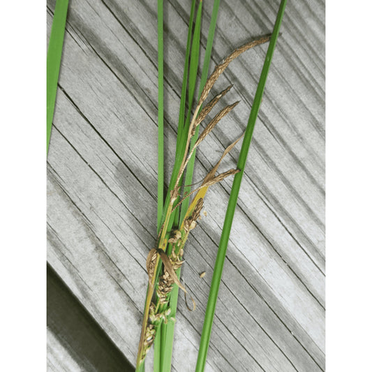 Carex emoryi (Riverbank Sedge / Emory's Sedge)  Natural Communities LLC