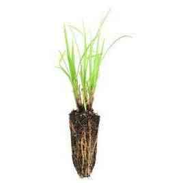 Carex lurida (Sallow Sedge) Natural Communities LLC
