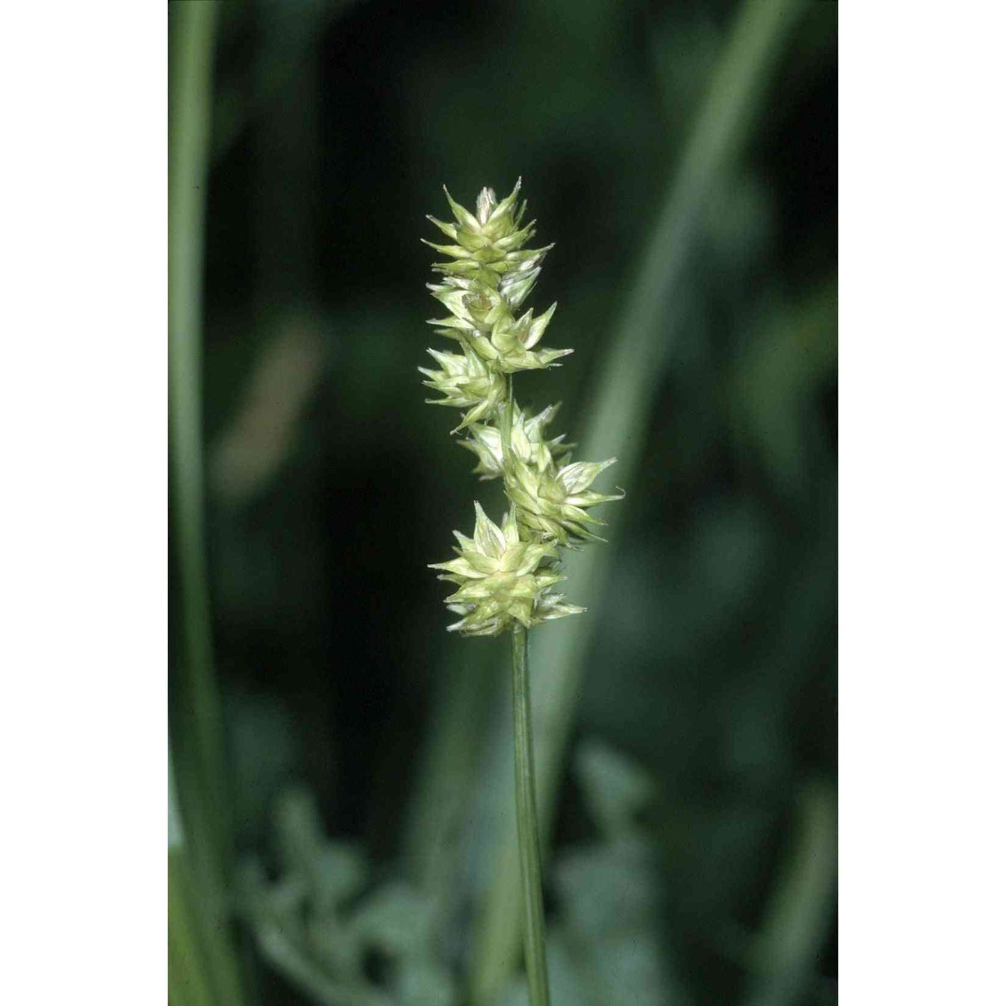 Carex sparganioides (Bur-reed Sedge) Natural Communities LLC
