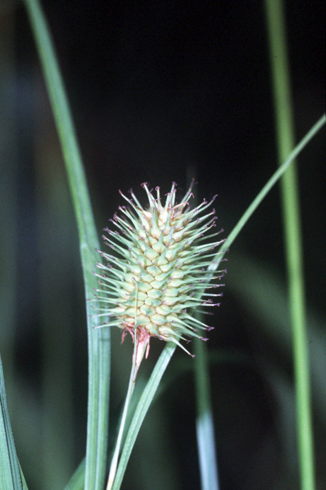 Carex squarrosa (Narrow-Leaved Cattail Sedge)