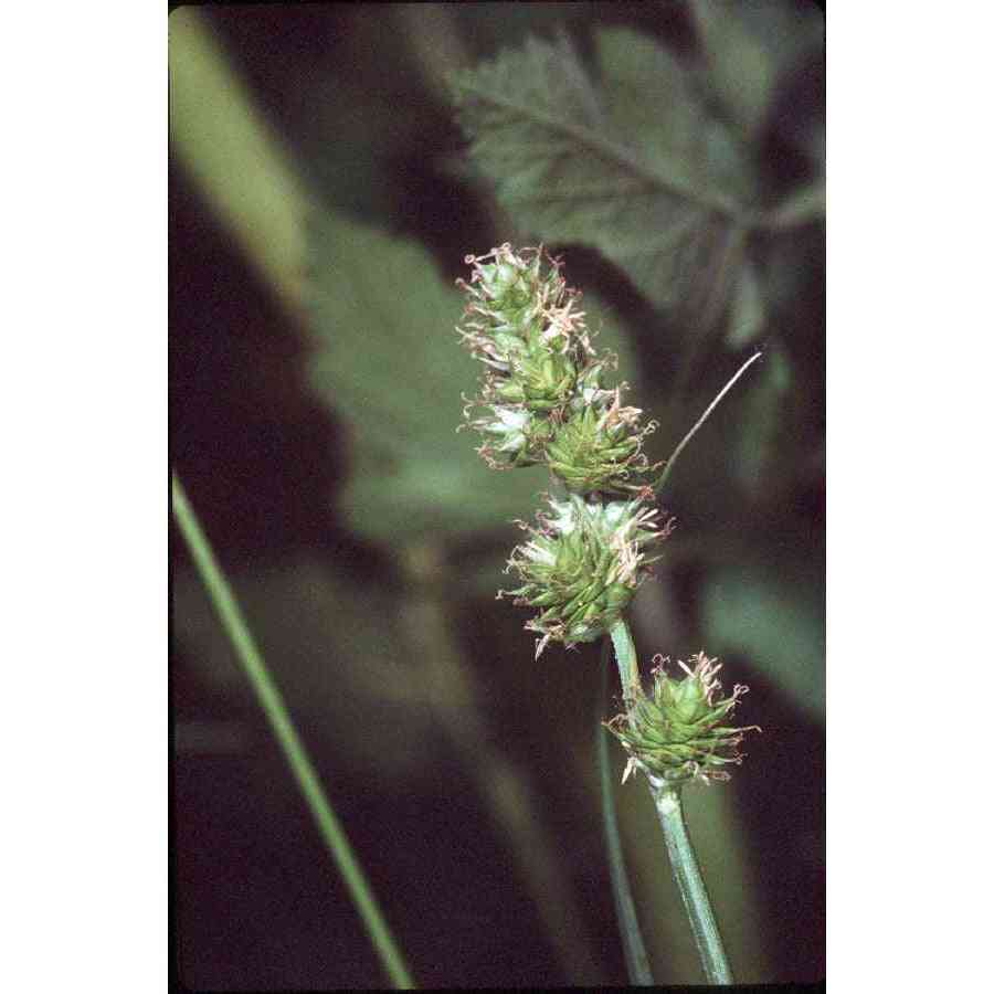Carex molesta (Troublesome Sedge) Natural Communities LLC