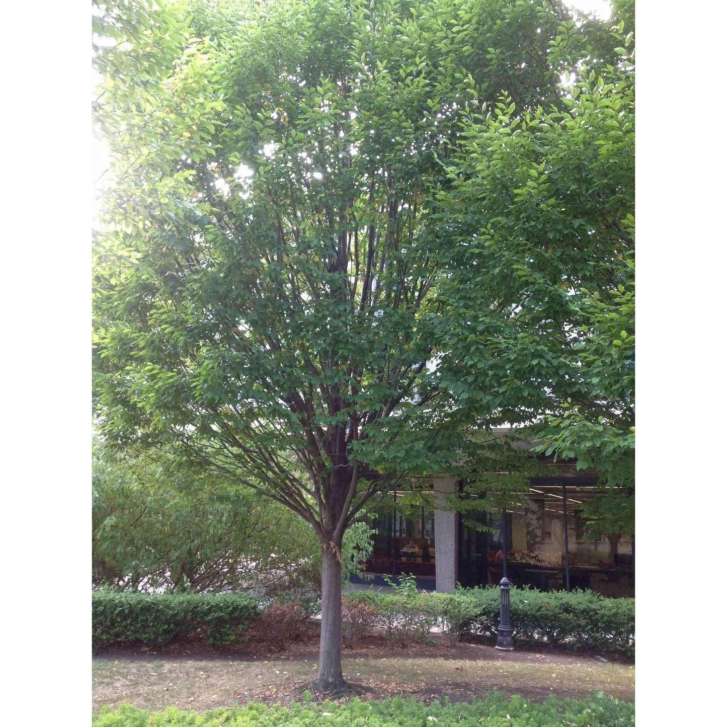 Carpinus caroliniana (American Hornbeam / Blue Beech / Musclewood) Natural Communities LLC
