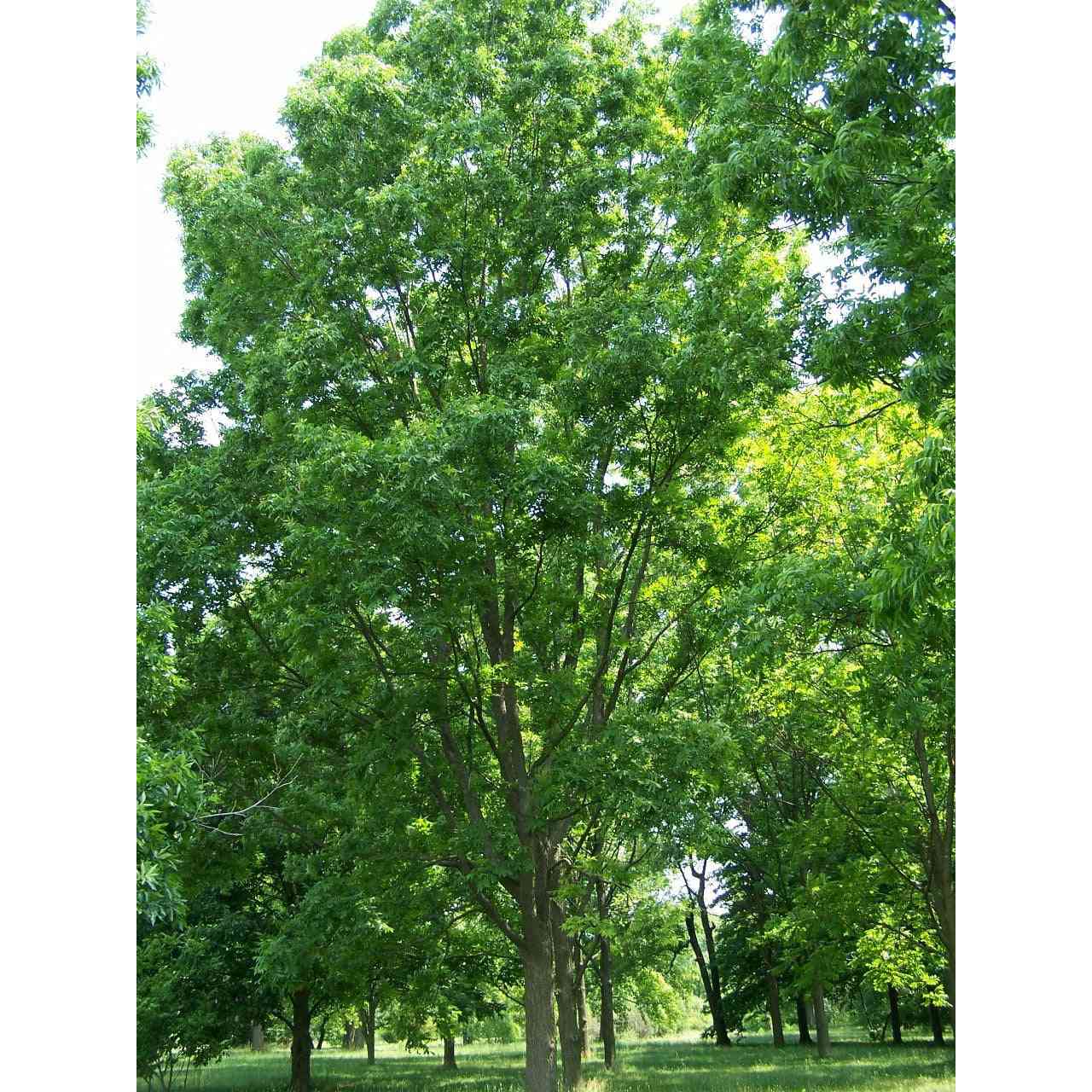 Carya illinoiensis (Pecan) Natural Communities LLC