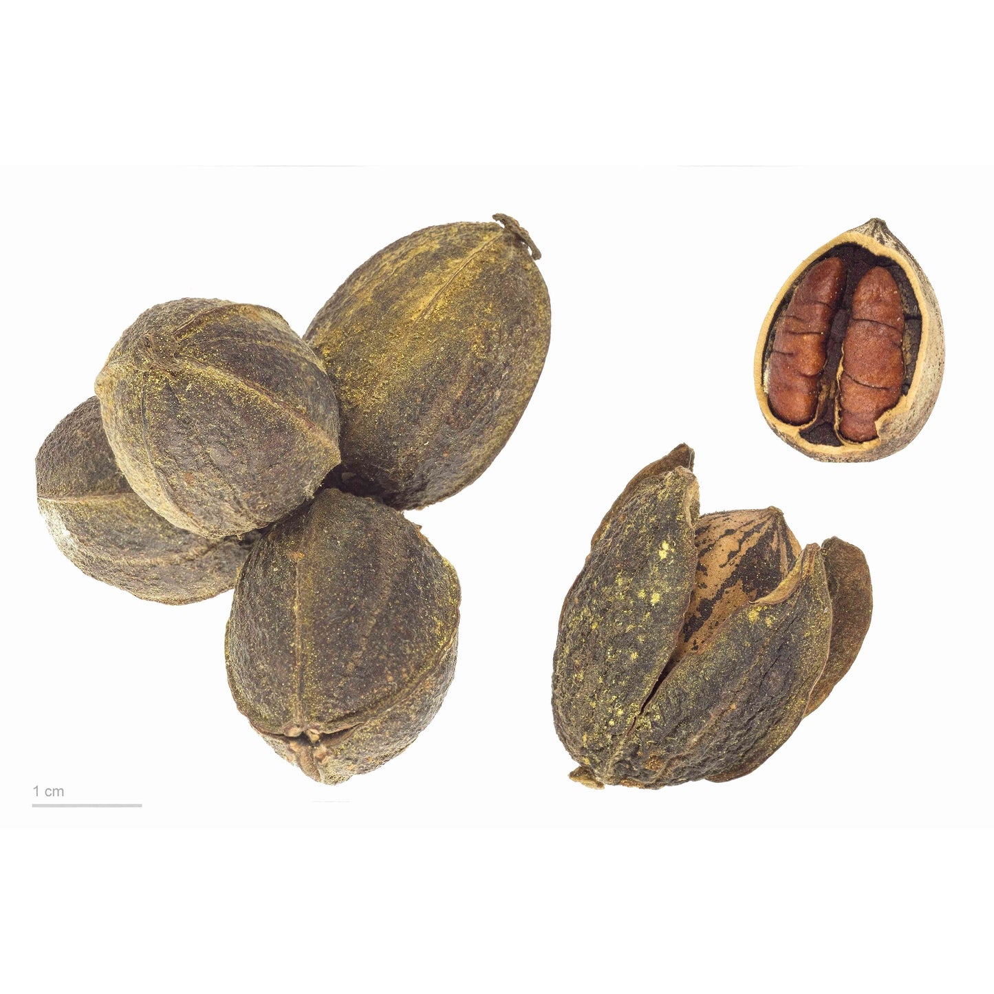 Carya illinoiensis (Pecan) Natural Communities LLC