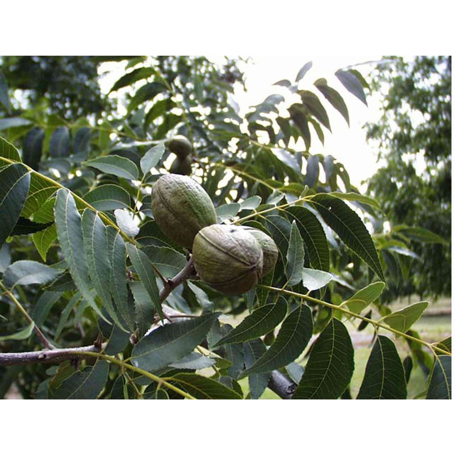 Carya illinoiensis (Pecan) Natural Communities LLC