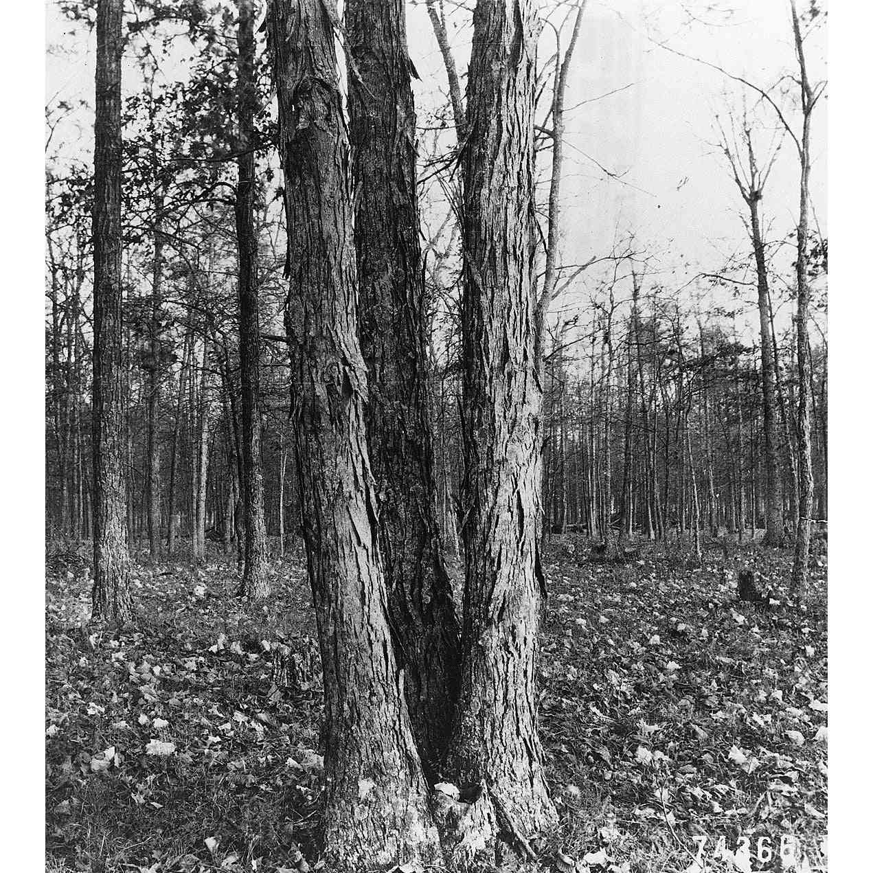 Carya laciniosa (Kingnut Hickory / Shellbark Hickory) Natural Communities LLC