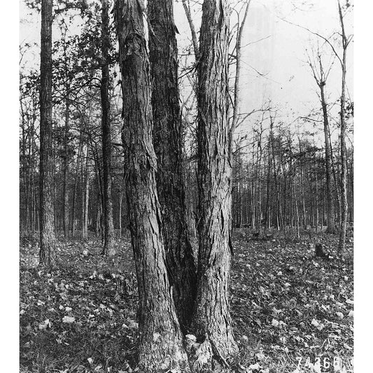 Carya laciniosa (Kingnut Hickory / Shellbark Hickory)  Natural Communities LLC
