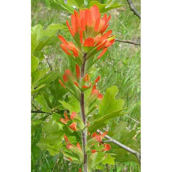 paintbrush succulent Castilleja coccinea (Indian Paintbrush) – Natural Communities LLC