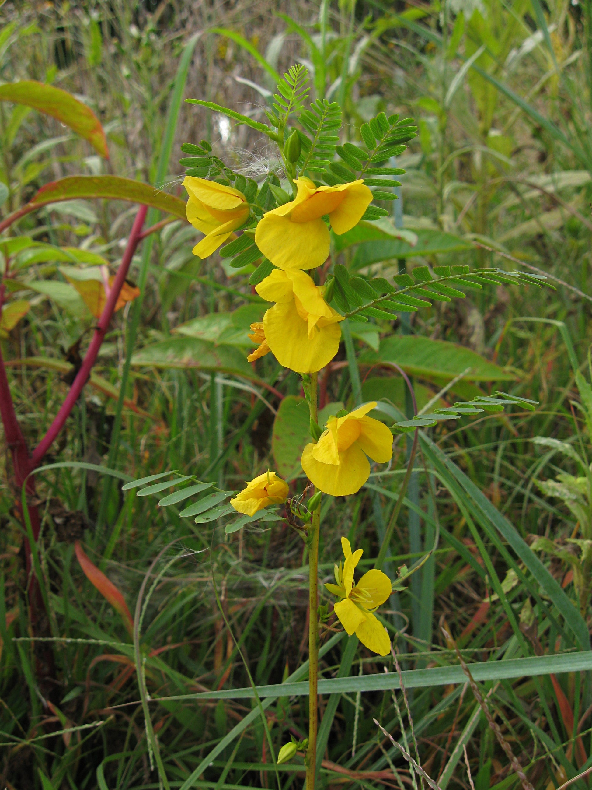 A beautiful picture of Partridge Pea (Chamaecrista fasciculata), a native annual legume that's an important host plant for several butterfly species and a great source of nectar for bees and other pollinators.