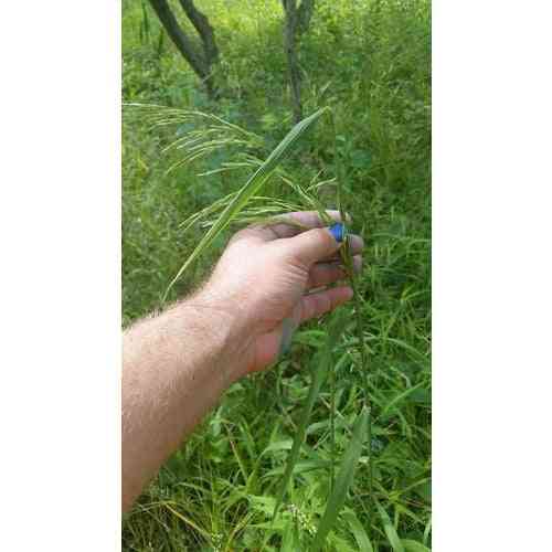 Cinna arundinacea (Wood Reed Grass) Natural Communities LLC