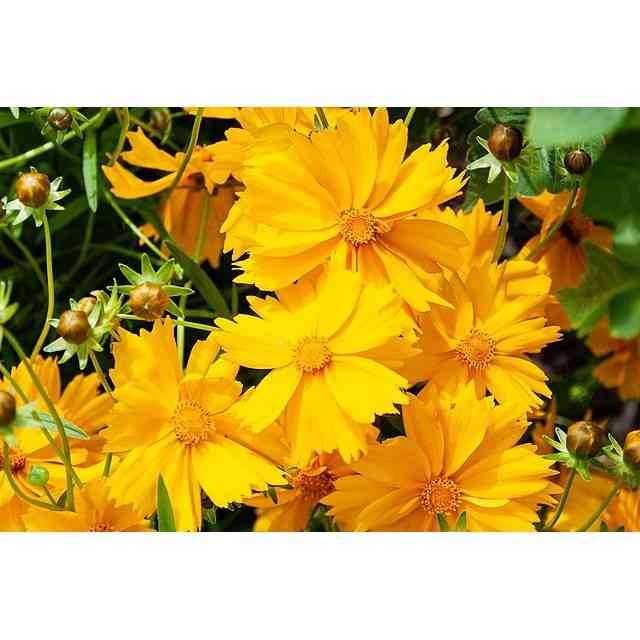 Coreopsis lanceolata (Sand Coreopsis ) solar pollinator