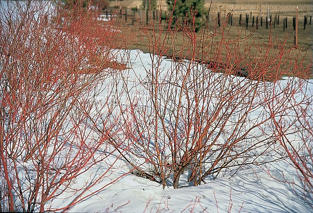 Cornus sericia (Red-Twig Dogwood, Red Osier Dogwood)