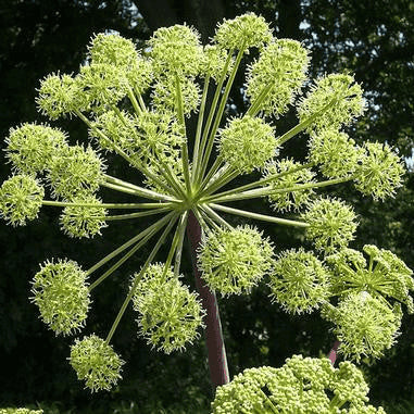 Angelica atropurpurea (Great Angelica)  Natural Communities LLC